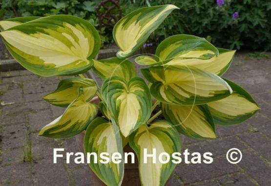 Hosta Rare Breed